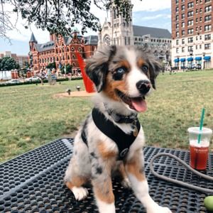 Meet your Posher, Julie